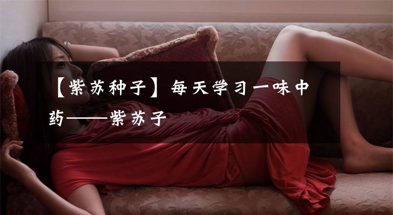 【紫苏种子】每天学习一味中药——紫苏子