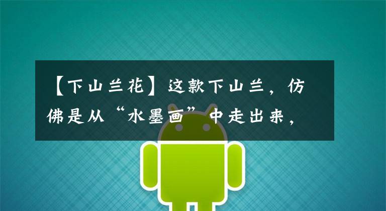 【下山兰花】这款下山兰,仿佛是从“水墨画”中走出来,花似蜻蜓,气势磅礴