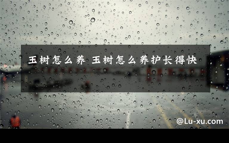 玉树怎么养 玉树怎么养护长得快