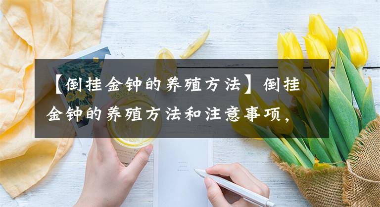 【倒挂金钟的养殖方法】倒挂金钟的养殖方法和注意事项,用对方法,“花灯笼”挂满盆