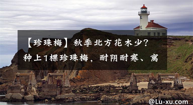 【珍珠梅】秋季北方花木少?种上1棵珍珠梅,耐阴耐寒、寓意好,不比紫薇差