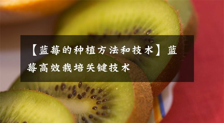【蓝莓的种植方法和技术】蓝莓高效栽培关键技术
