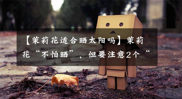 【茉莉花适合晒太阳吗】茉莉花“不怕晒”,但要注意2个“小细节”,才长得快,开花爆盆