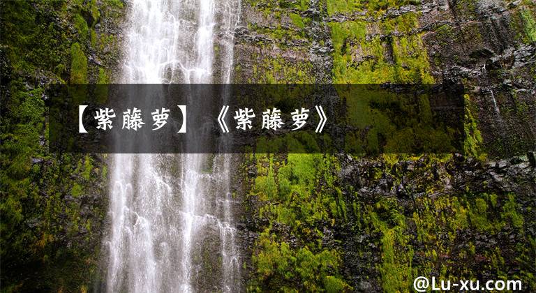 【紫藤萝】《紫藤萝》