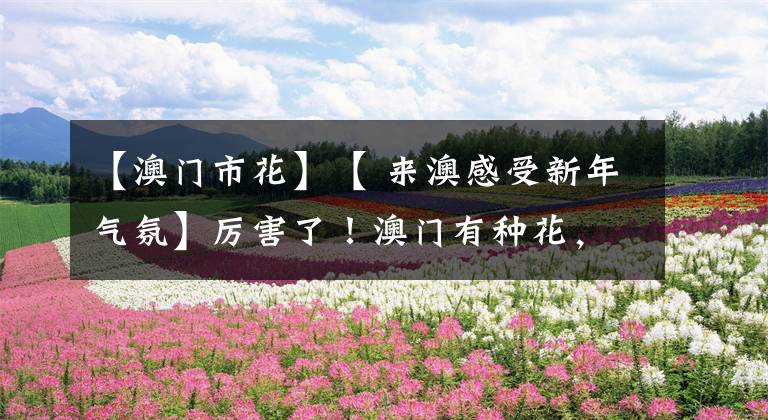 【澳门市花】【 来澳感受新年气氛】厉害了!澳门有种花,看了好运年年