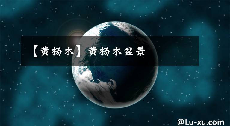 【黄杨木】黄杨木盆景