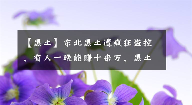 【黑土】东北黑土遭疯狂盗挖，有人一晚能赚十来万，黑土地为何这么值钱？
