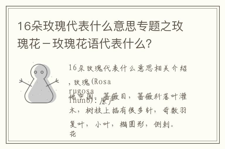 16朵玫瑰代表什么意思专题之玫瑰花-玫瑰花语代表什么?