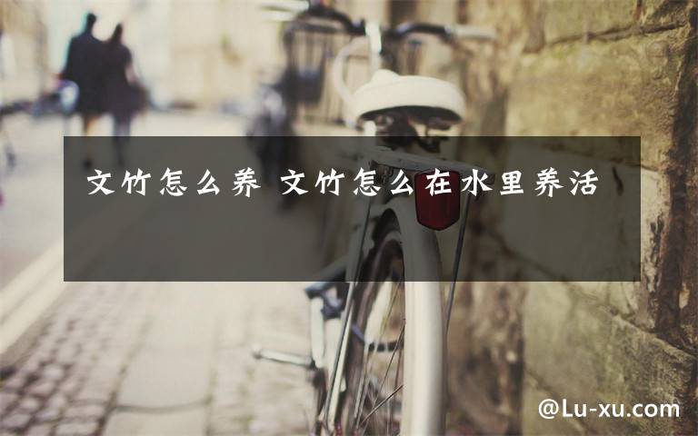 文竹怎么养 文竹怎么在水里养活
