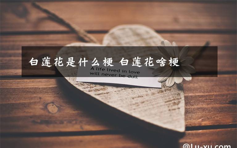 白莲花是什么梗 白莲花啥梗