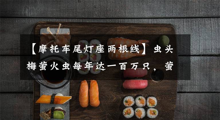 【摩托车尾灯座两根线】虫头梅萤火虫每年达一百万只，萤火虫的数量急剧下降或灭绝。