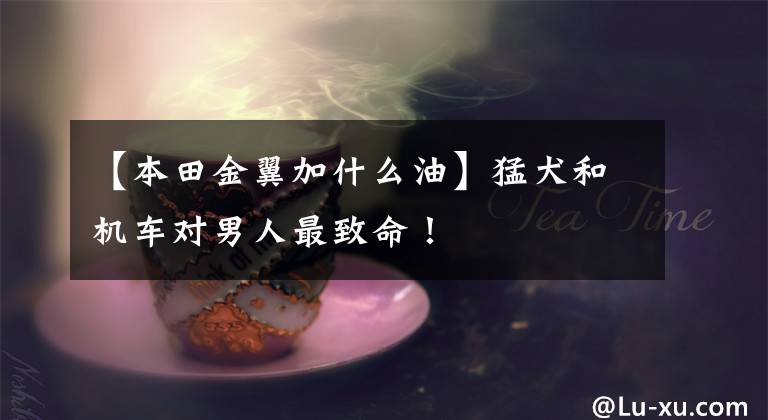 【本田金翼加什么油】猛犬和机车对男人最致命！