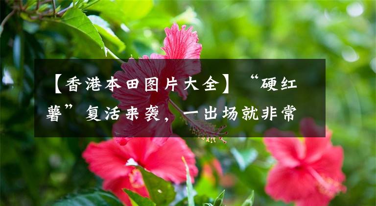 【香港本田图片大全】“硬红薯”复活来袭，一出场就非常耀眼！本田哥这次要越过思域吗？