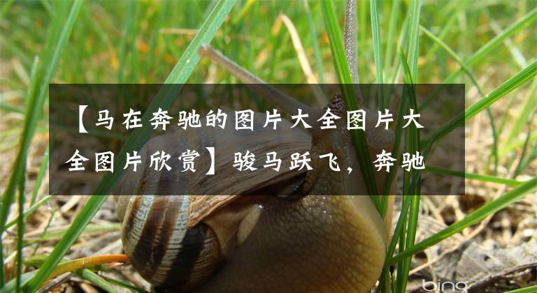 【马在奔驰的图片大全图片大全图片欣赏】骏马跃飞,奔驰原野:摄影师镜头里马的魅力