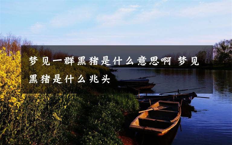 梦见一群黑猪是什么意思啊 梦见黑猪是什么兆头