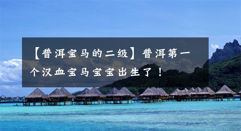 【普洱宝马的二级】普洱第一个汉血宝马宝宝出生了!