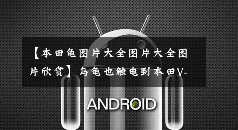 【本田龟图片大全图片大全图片欣赏】乌龟也触电到本田V-GO