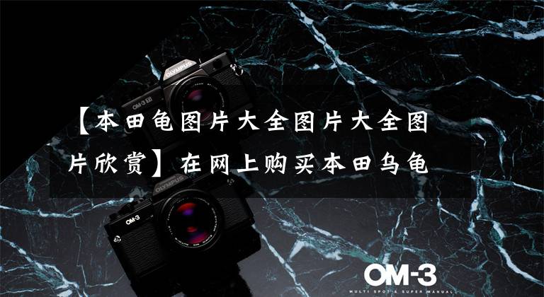 【本田龟图片大全图片大全图片欣赏】在网上购买本田乌龟车的人请小心