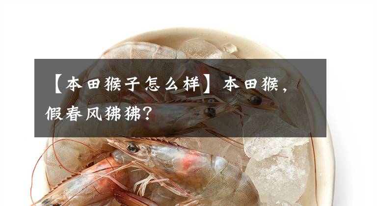 【本田猴子怎么样】本田猴,假春风狒狒?