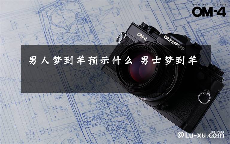 男人梦到羊预示什么 男士梦到羊