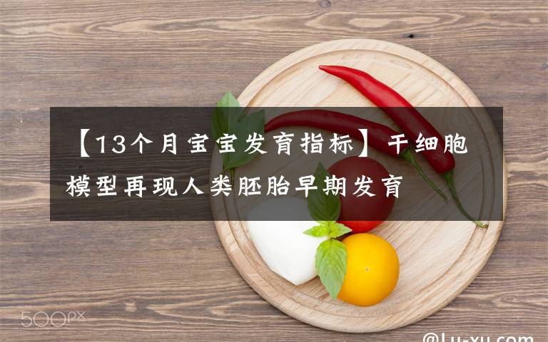 【13个月宝宝发育指标】干细胞模型再现人类胚胎早期发育