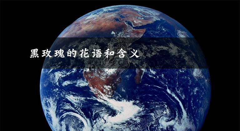 黑玫瑰的花语和含义