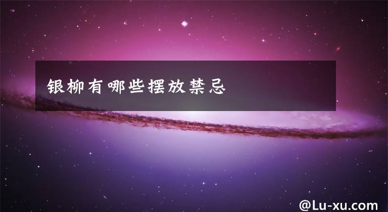 银柳有哪些摆放禁忌