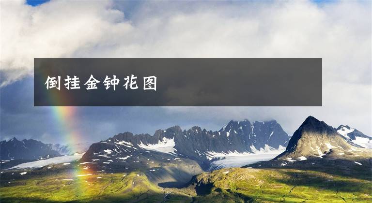 倒挂金钟花图