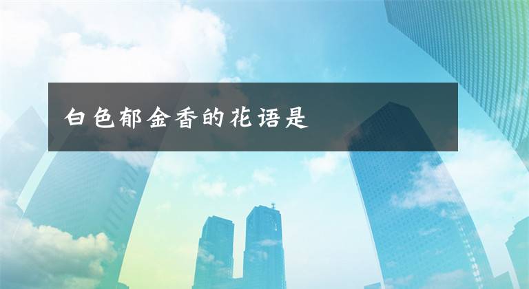 白色郁金香的花语是