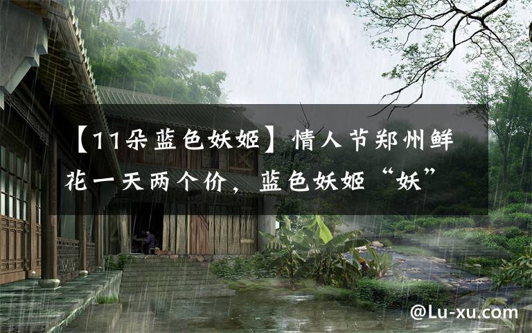 【11朵蓝色妖姬】情人节郑州鲜花一天两个价,蓝色妖姬“妖”不起,99朵红玫瑰成爆款