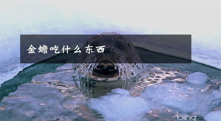 金蟾吃什么东西
