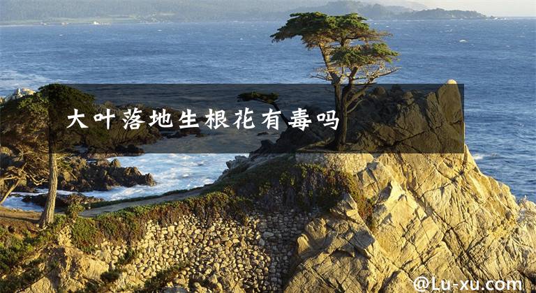 大叶落地生根花有毒吗