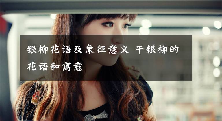 银柳花语及象征意义 干银柳的花语和寓意