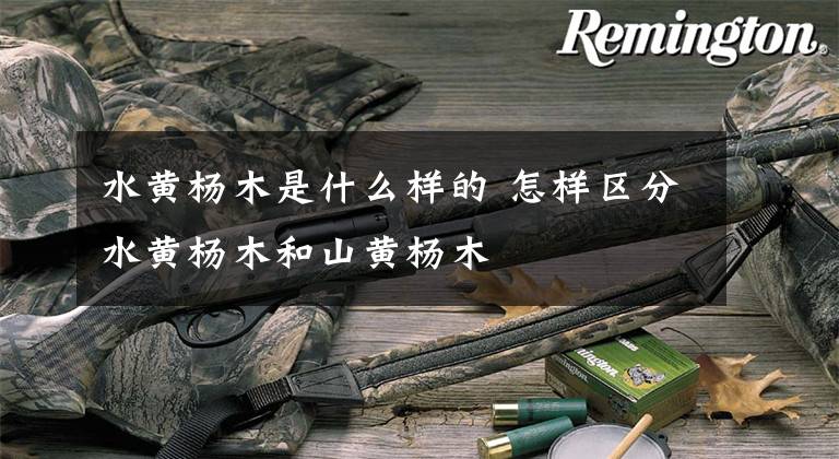 水黄杨木是什么样的 怎样区分水黄杨木和山黄杨木