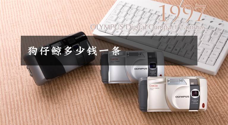 狗仔鲸多少钱一条