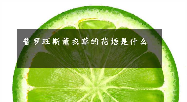 普罗旺斯薰衣草的花语是什么