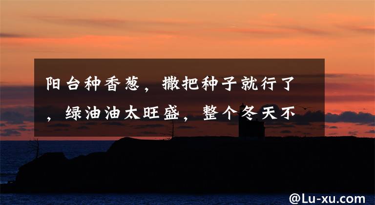 阳台种香葱,撒把种子就行了,绿油油太旺盛,整个冬天不用买