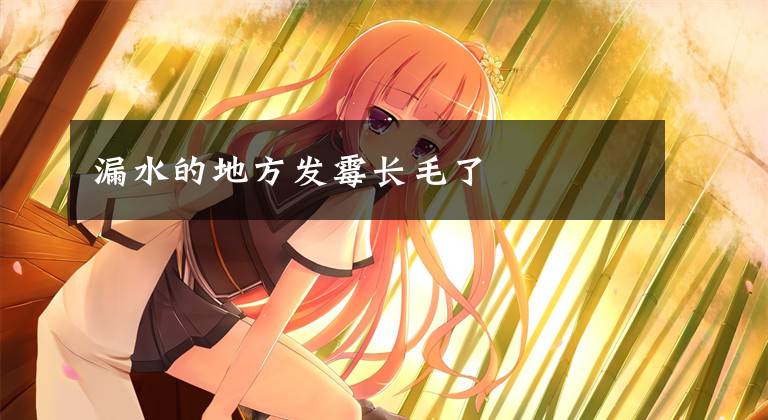 漏水的地方发霉长毛了