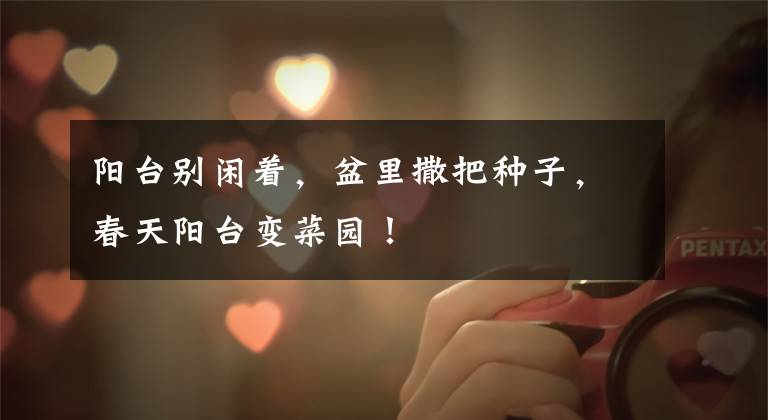 阳台别闲着,盆里撒把种子,春天阳台变菜园!