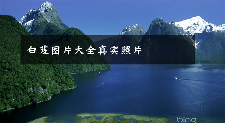 白芨图片大全真实照片