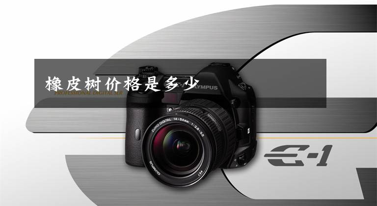 橡皮树价格是多少