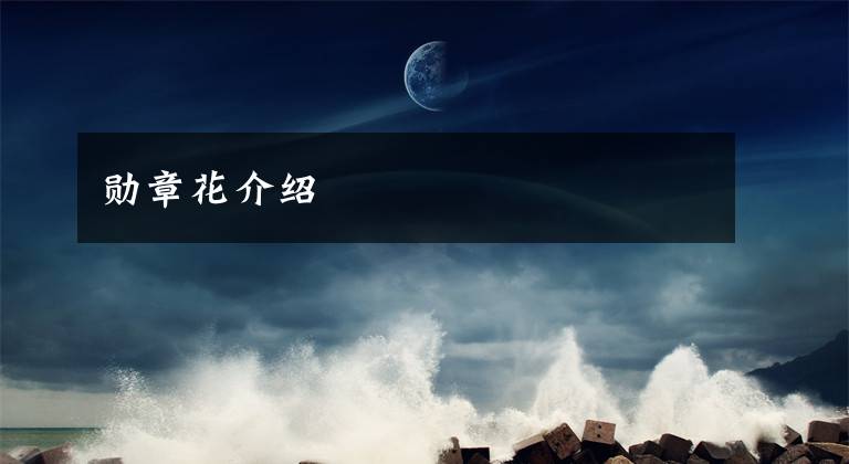 勋章花介绍