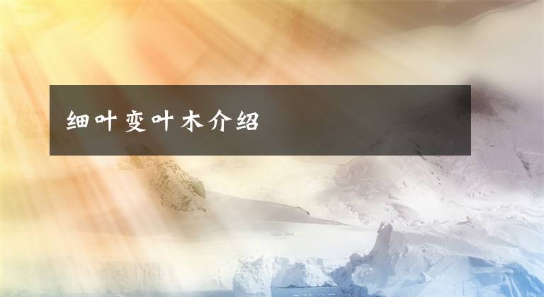 细叶变叶木介绍