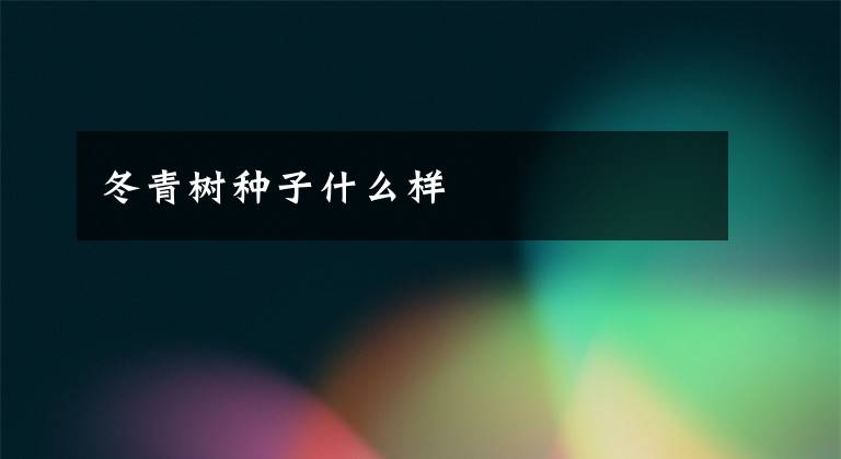 冬青树种子什么样