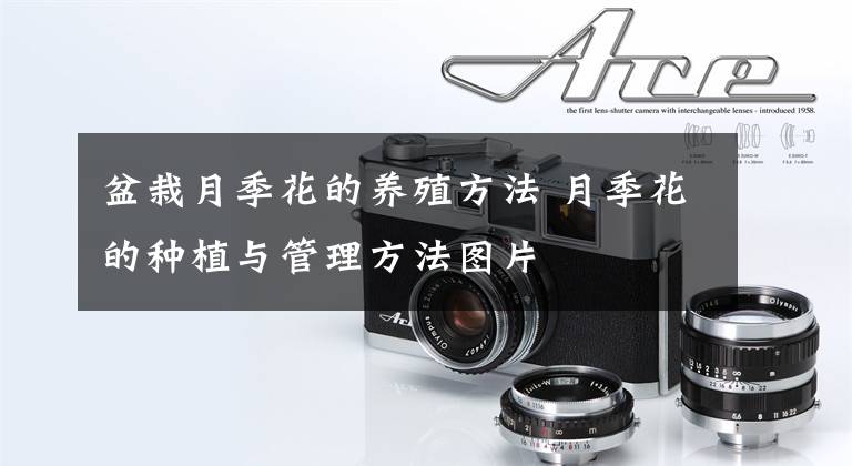 盆栽月季花的养殖方法 月季花的种植与管理方法图片