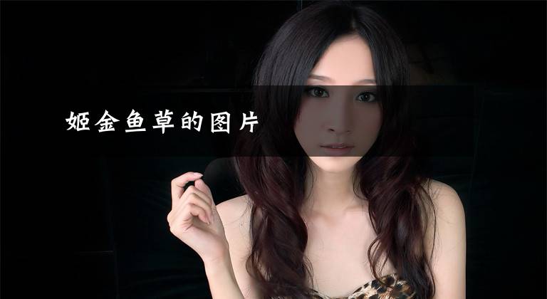 姬金鱼草的图片