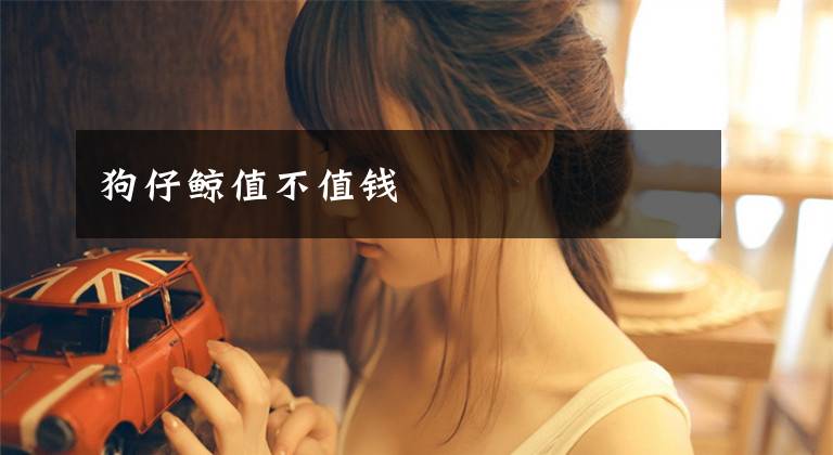 狗仔鲸值不值钱