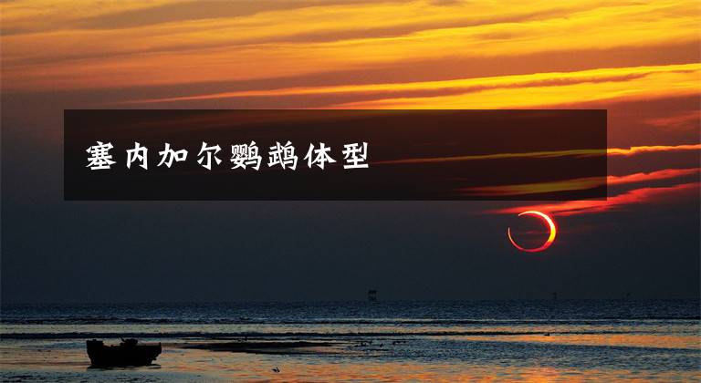 塞内加尔鹦鹉体型