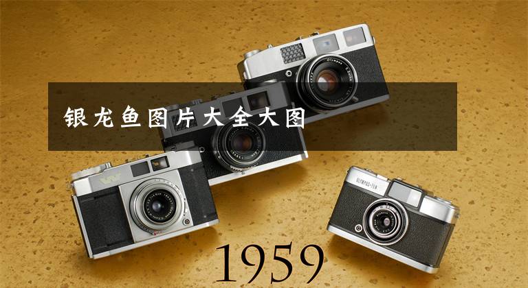 银龙鱼图片大全大图