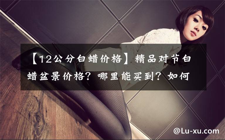 【12公分白蜡价格】精品对节白蜡盆景价格?哪里能买到?如何选购?